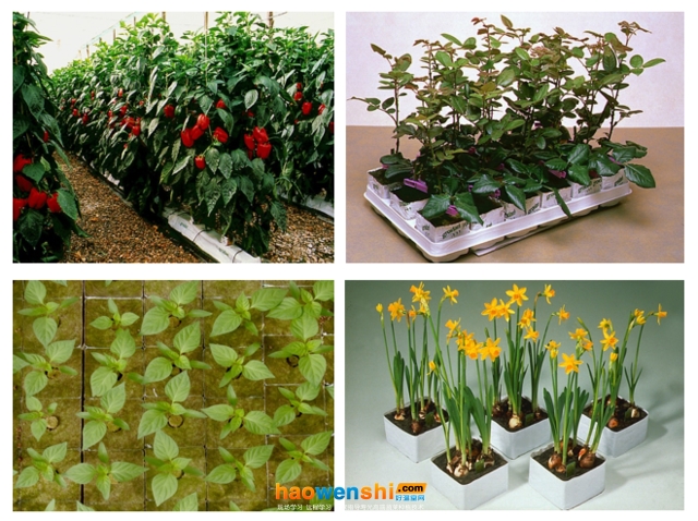 巖棉栽培.jpg 巖棉栽培.jpg