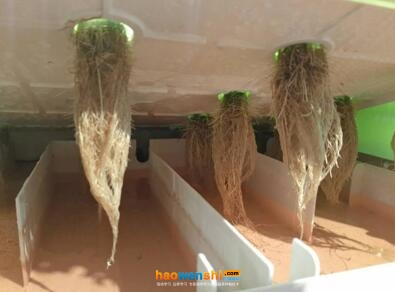 水培蔬菜根系.jpg 水培蔬菜根系.jpg