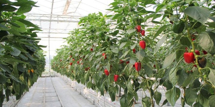 圓椒巖棉基質(zhì)栽培.jpg 圓椒巖棉基質(zhì)栽培.jpg