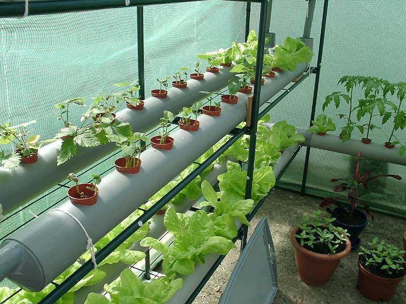 水培.jpg 水培.jpg