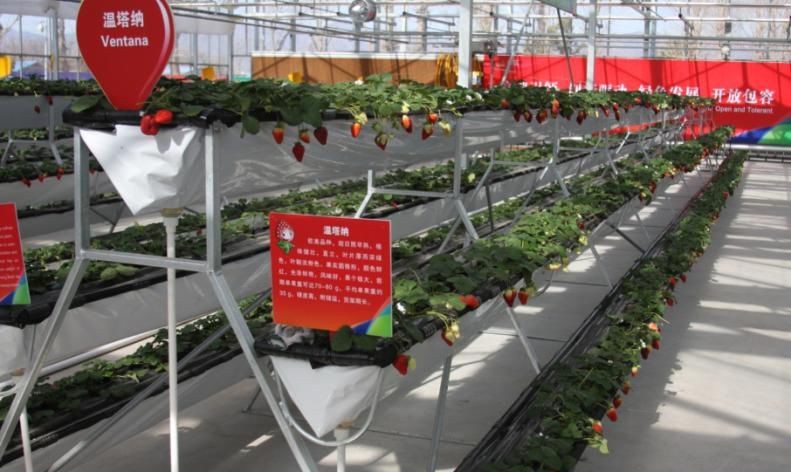 草莓A字架栽培.jpg 草莓A字架栽培.jpg