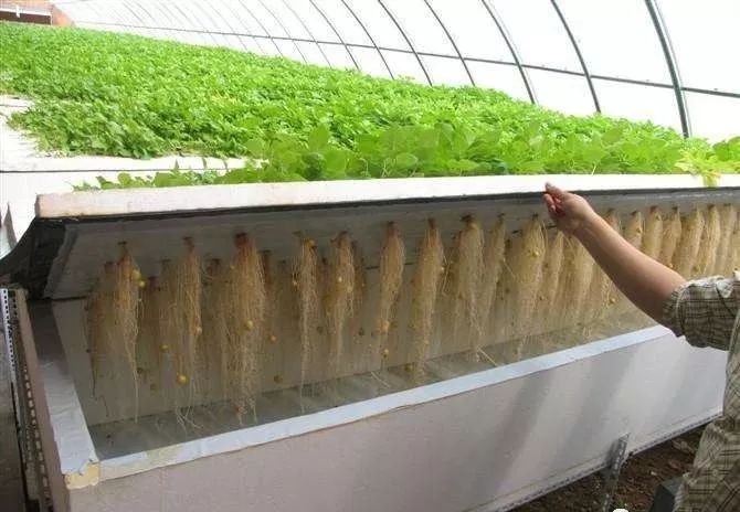 無土栽培.jpg 無土栽培.jpg