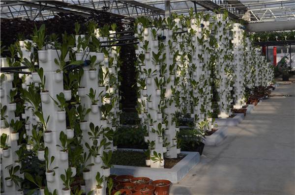 無土栽培立柱式栽培.jpg