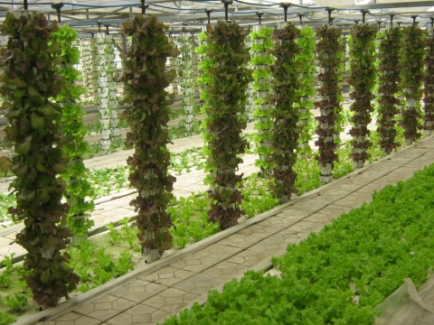 無(wú)土栽培立體垂直栽培.jpg 無(wú)土栽培立體垂直栽培.jpg