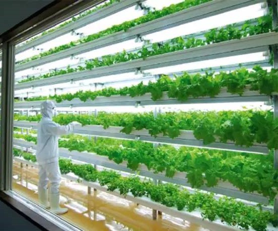 無(wú)土栽培植物工.jpg 無(wú)土栽培植物工.jpg