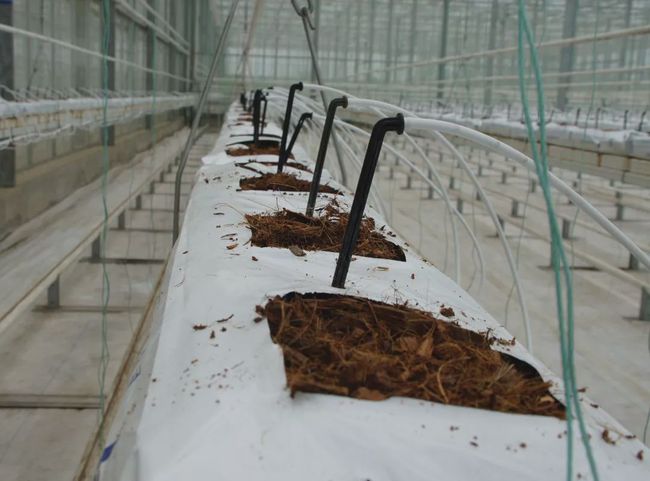 無土栽培基質(zhì)椰糠條.jpg 無土栽培基質(zhì)椰糠條.jpg