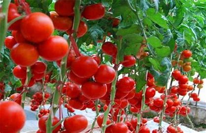 番茄.jpg 番茄.jpg